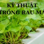 kỹ thuật trồng rau má