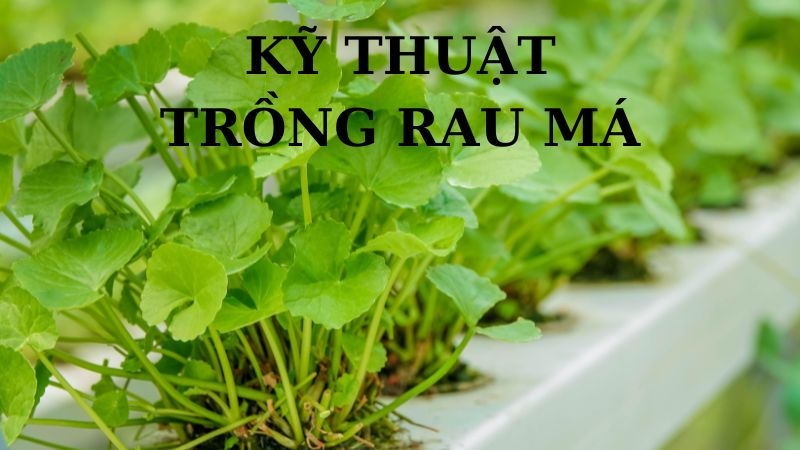 Kỹ Thuật Trồng Rau Má Thủy Canh: Xu Hướng Trồng Rau Sạch Hiện Đại