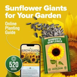 HOME GROWN Sunflower Seeds for Planting | 520+ Giant Mammoth Sunflower Seeds in Bulk | Heirloom, High-Germination, Easy-to-Grow Jumbo Sunflowers for Your Home Garden