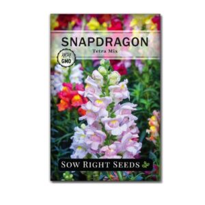 Sow Right Seeds – Tetra Mix Snapdragon Flower Seeds for Planting – Non-GMO Heirloom Packet with Growing Instructions – Fragrant Annual Flower Spikes in a Variety of Colors – Half-Tall for Front Garden Beds